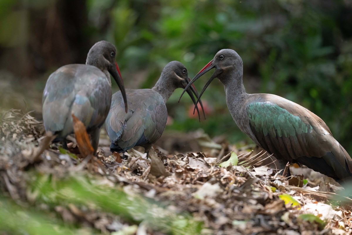 Hadada Ibis - ML643469854