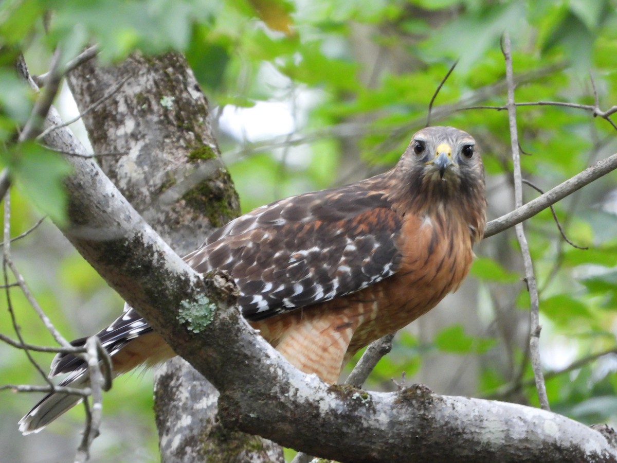 Red-shouldered Hawk - ML643469856