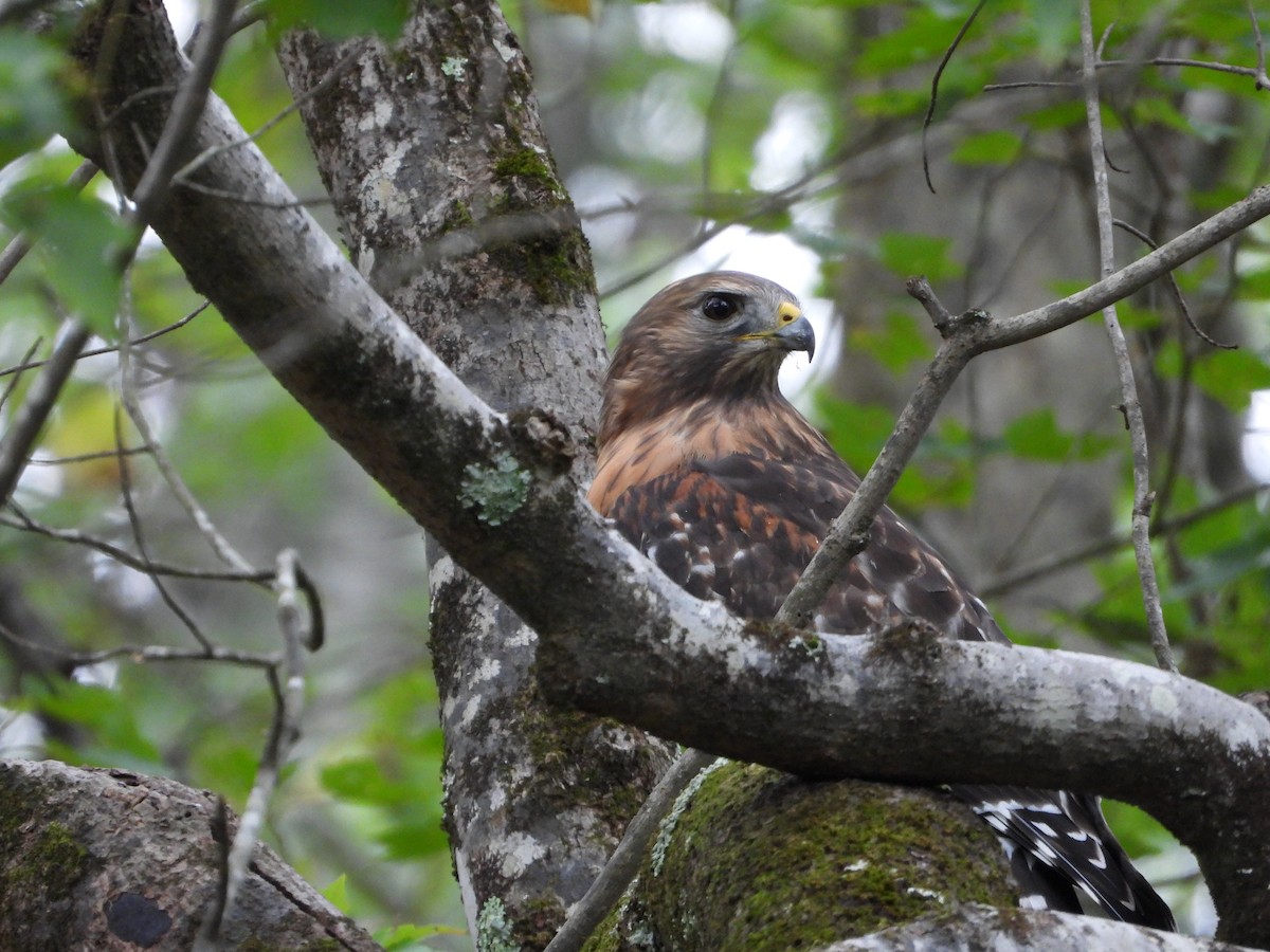 Red-shouldered Hawk - ML643469858