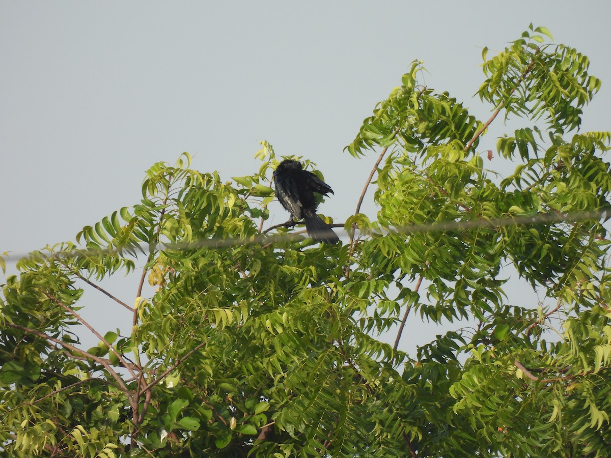 Little Cormorant - ML643469859
