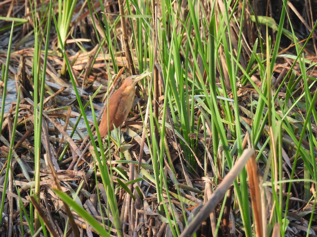 Cinnamon Bittern - ML643469861