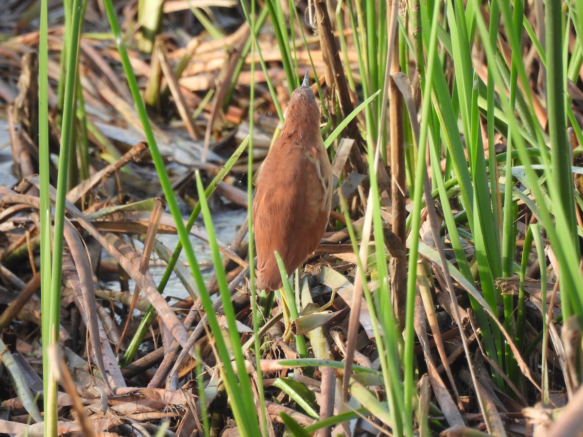 Cinnamon Bittern - ML643469862