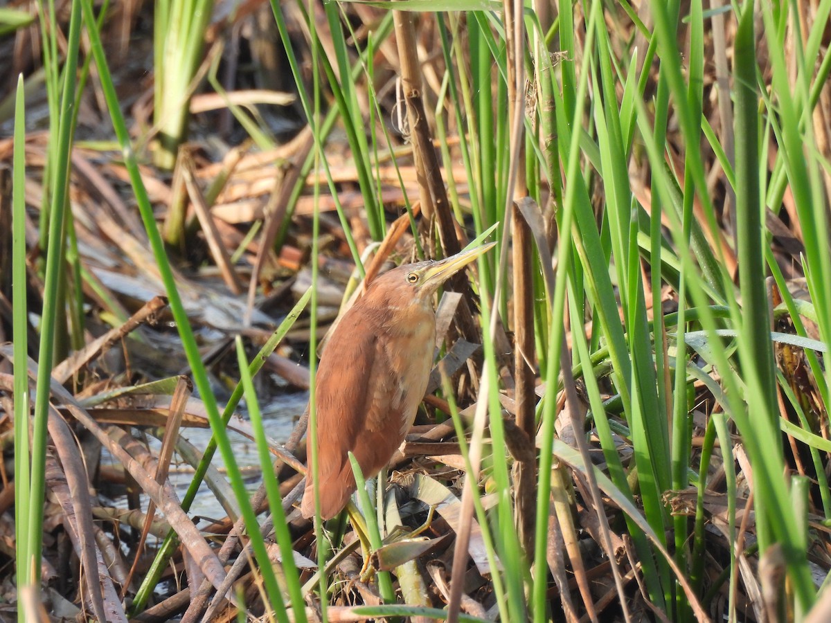 Cinnamon Bittern - ML643469863