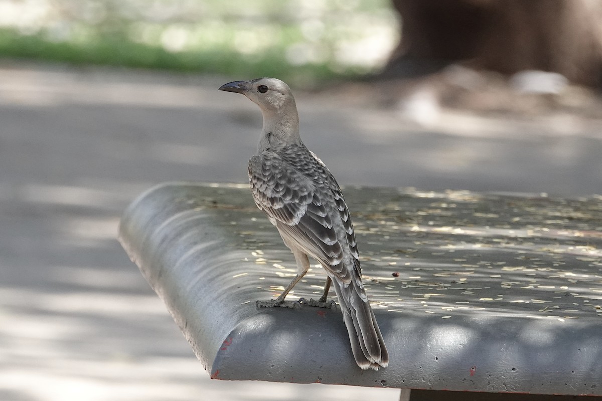 Great Bowerbird - ML643469864