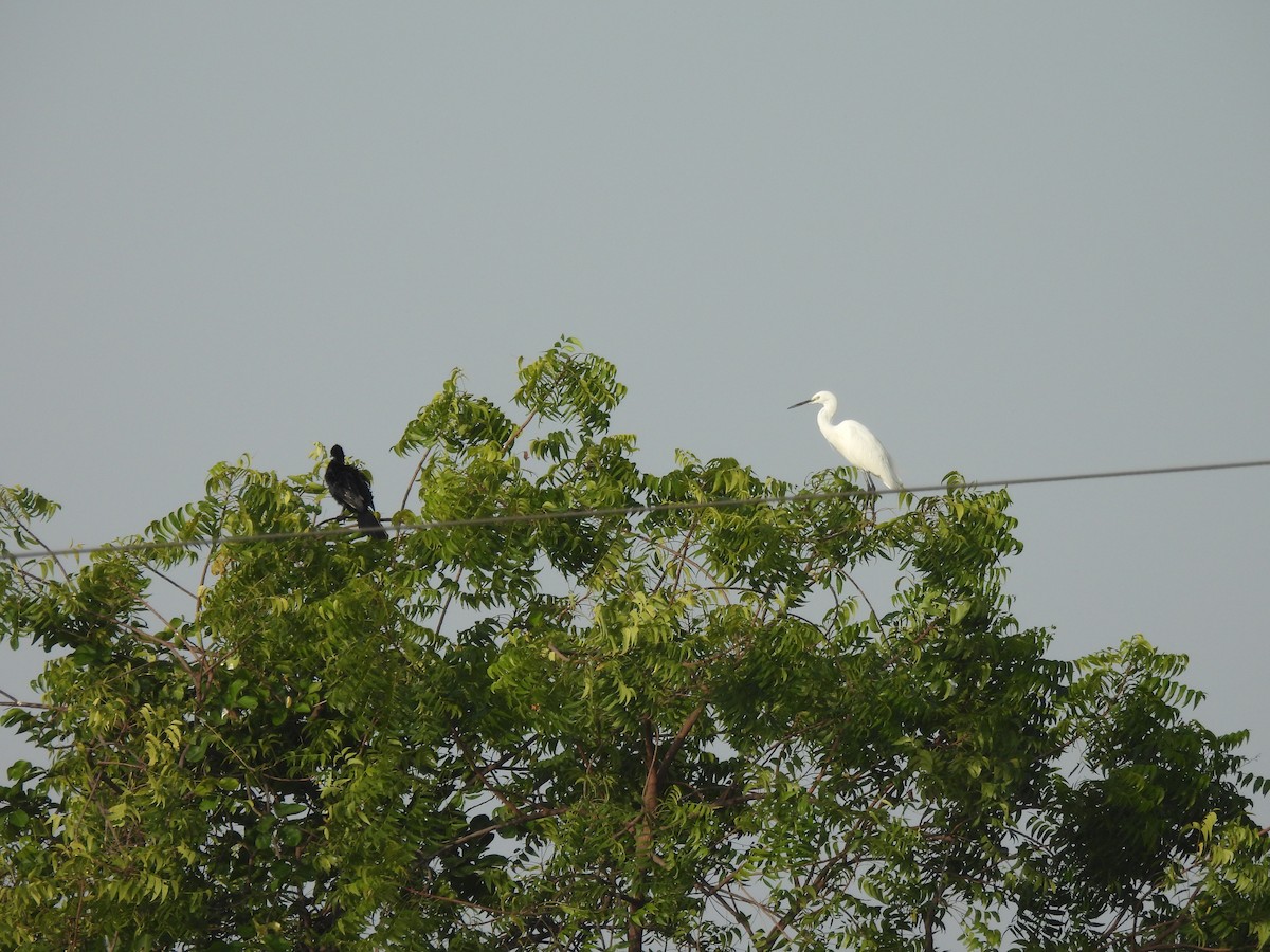 Little Egret - ML643469868