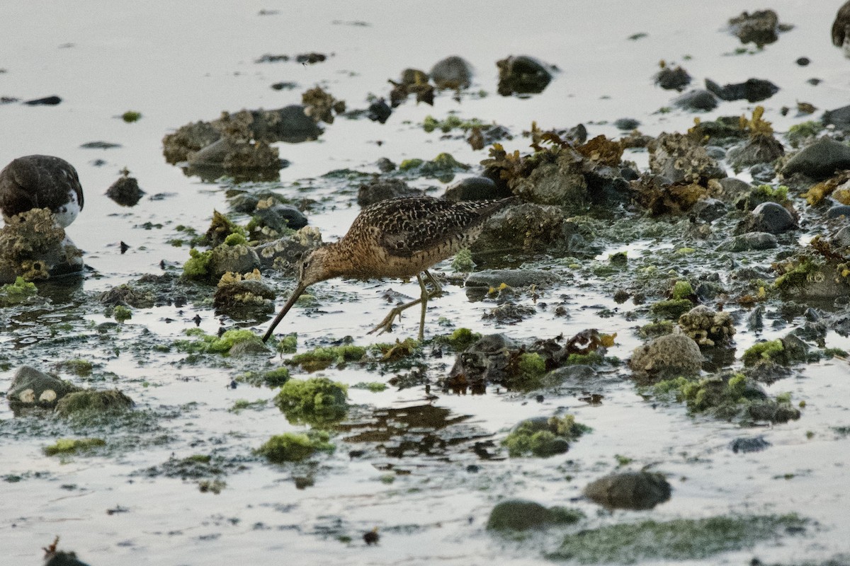 Long-billed Dowitcher - ML643469869
