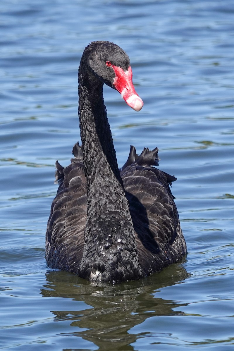 Black Swan - ML643469870