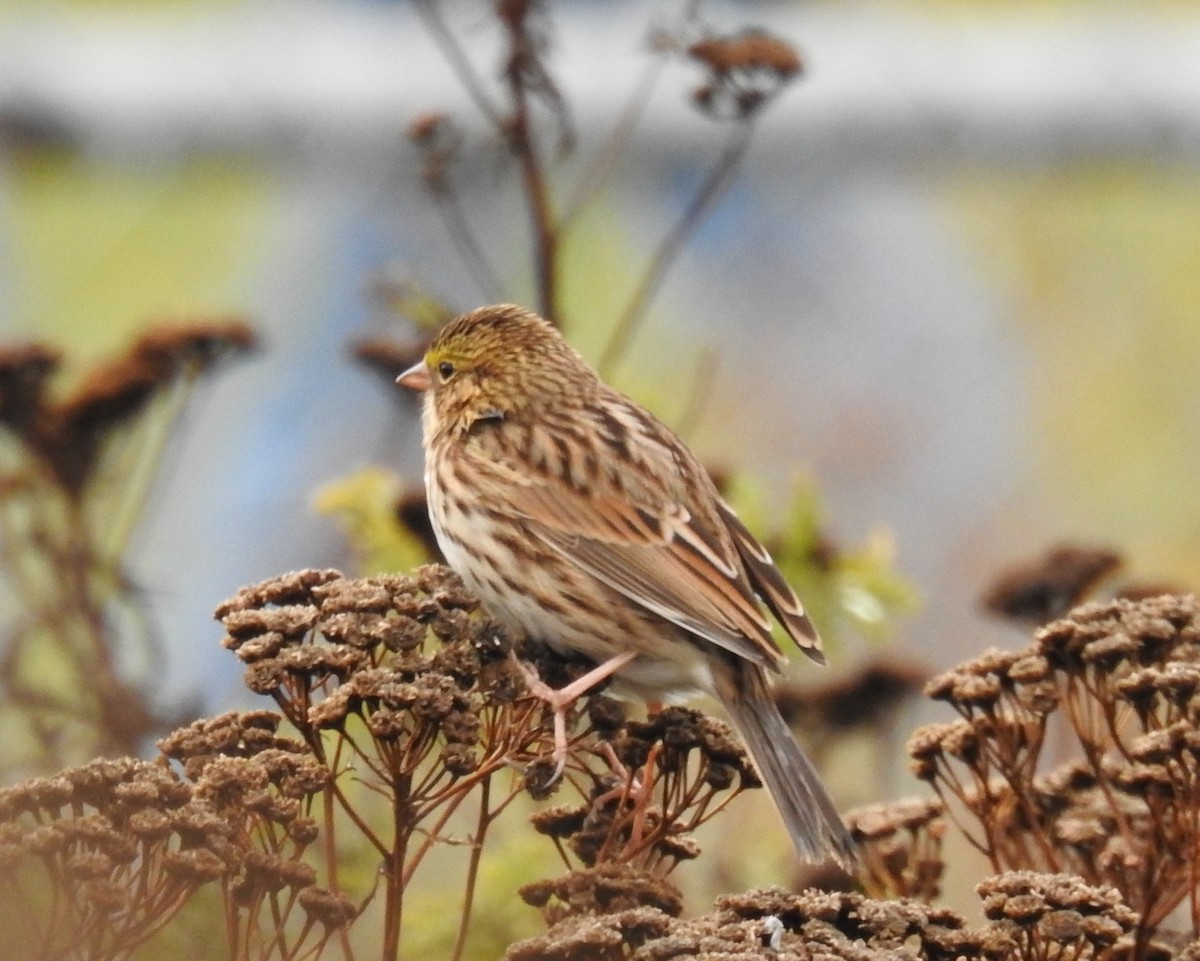 Savannah Sparrow - ML643469871