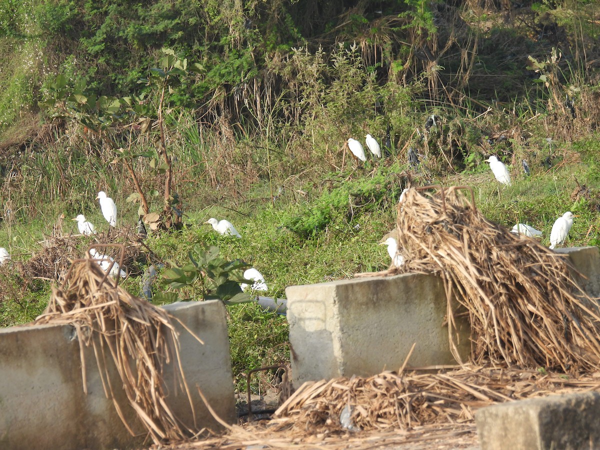 Eastern Cattle-Egret - ML643469872