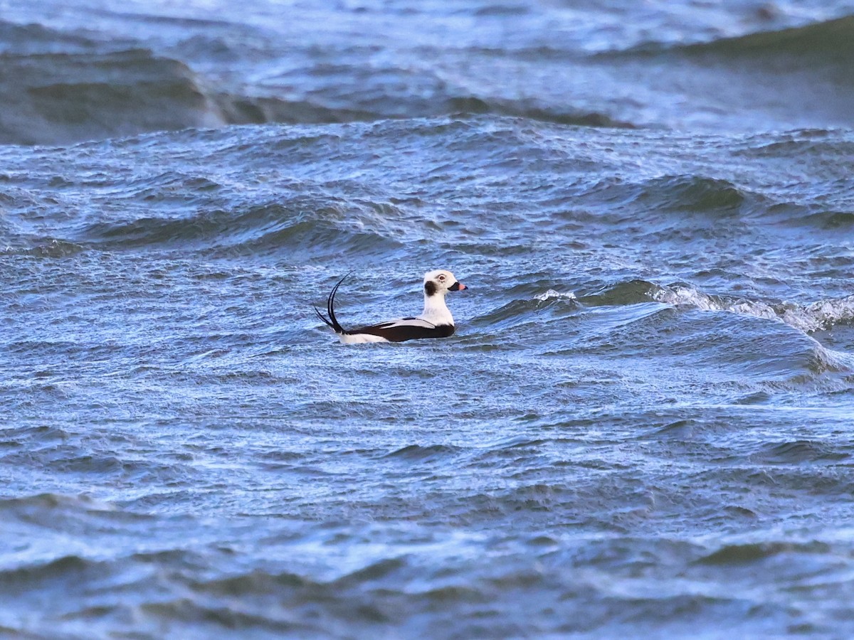 Long-tailed Duck - ML643469873
