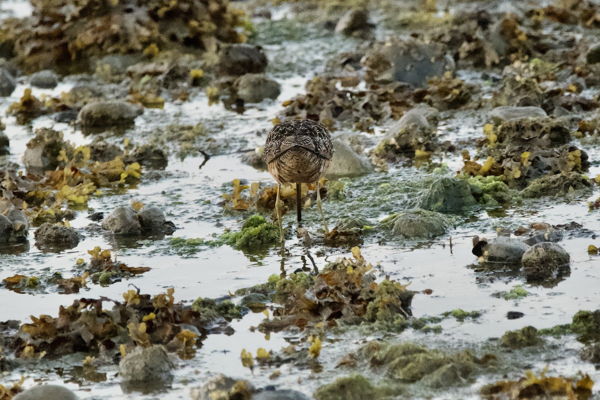 Long-billed Dowitcher - ML643469874