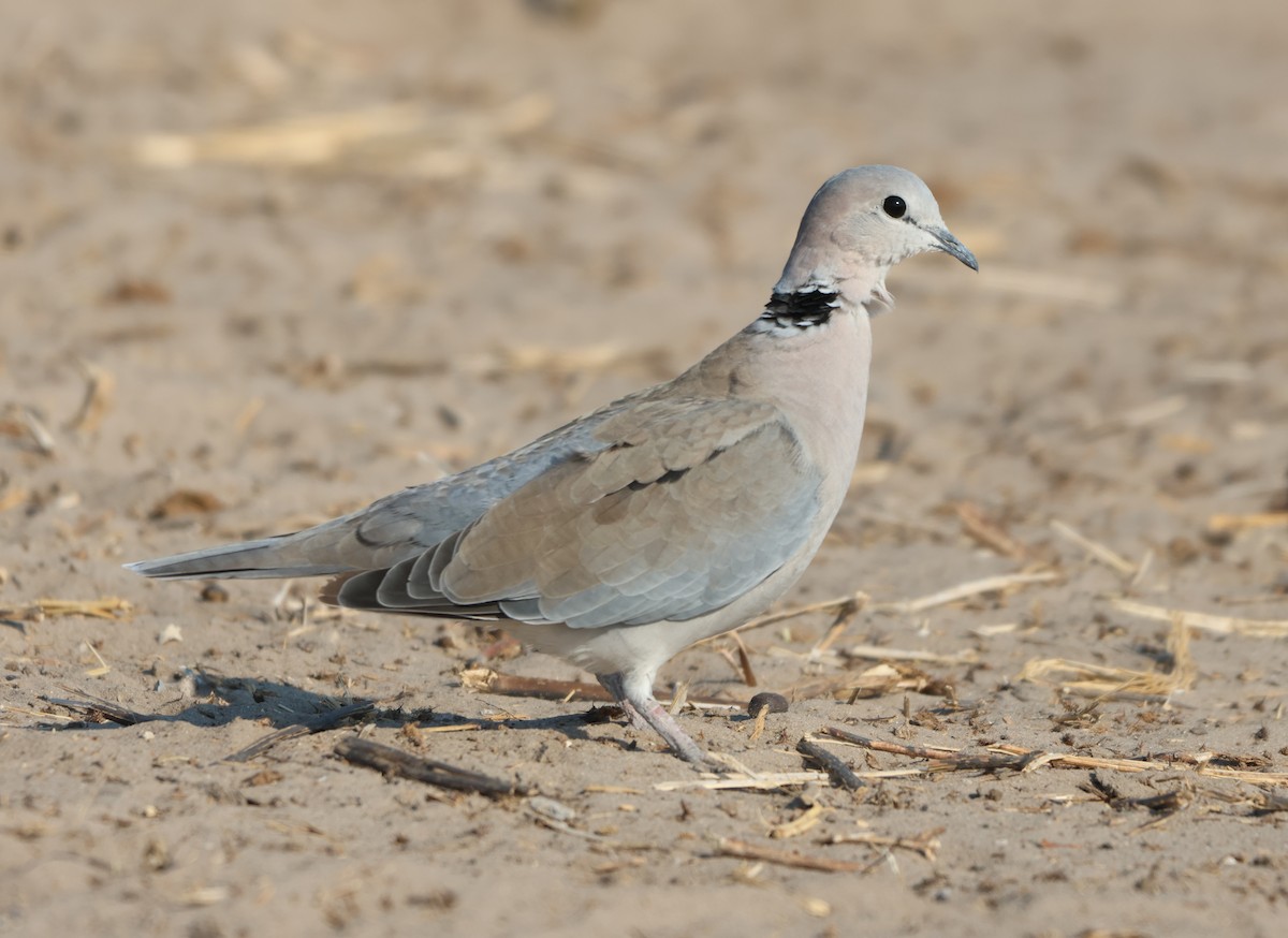 Ring-necked Dove - ML643469876