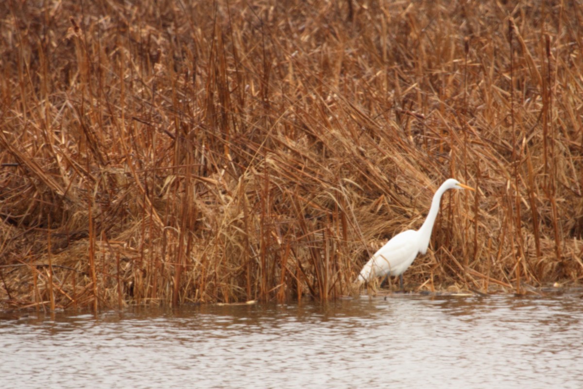 Great Egret - ML643469880