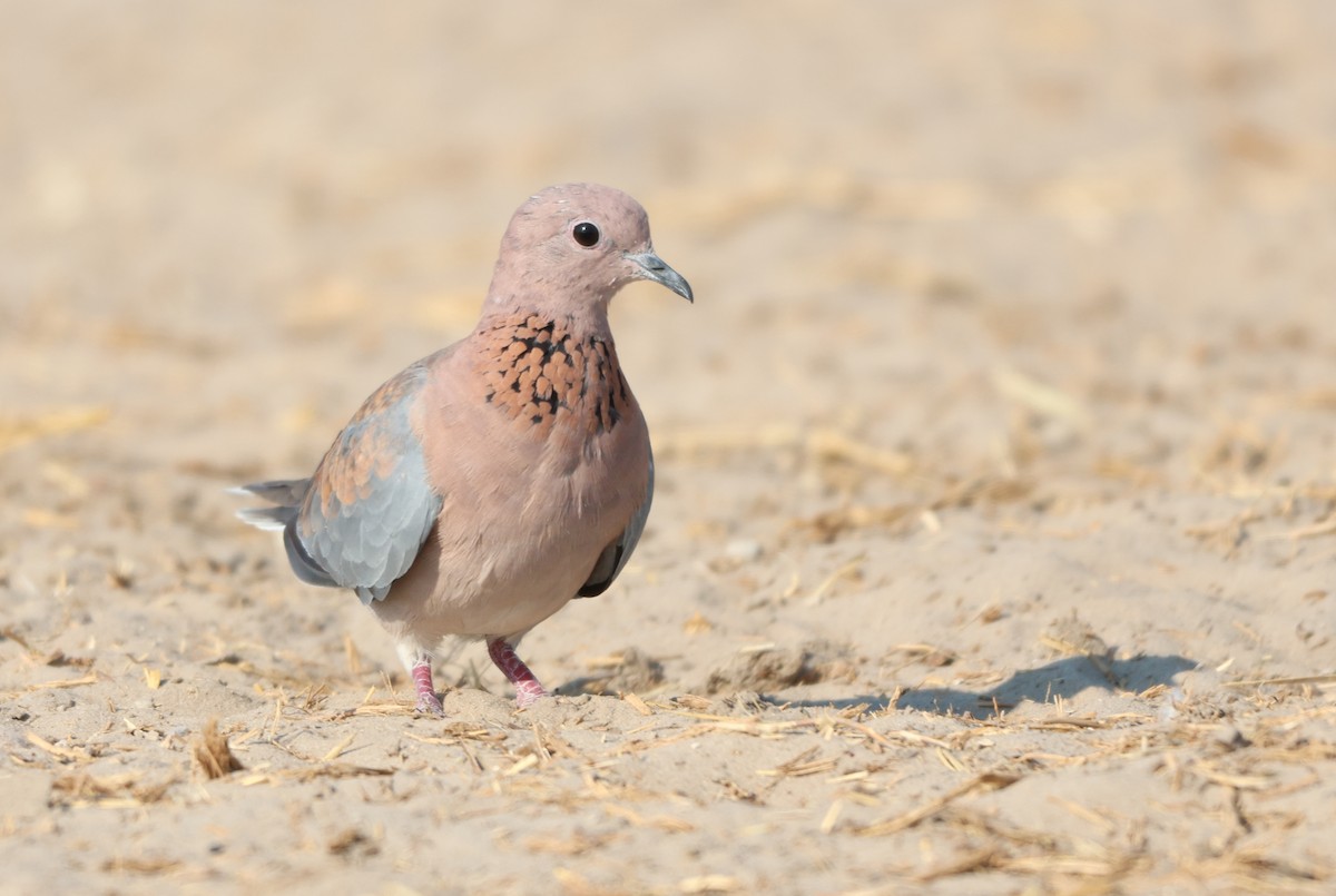 Laughing Dove - ML643469881