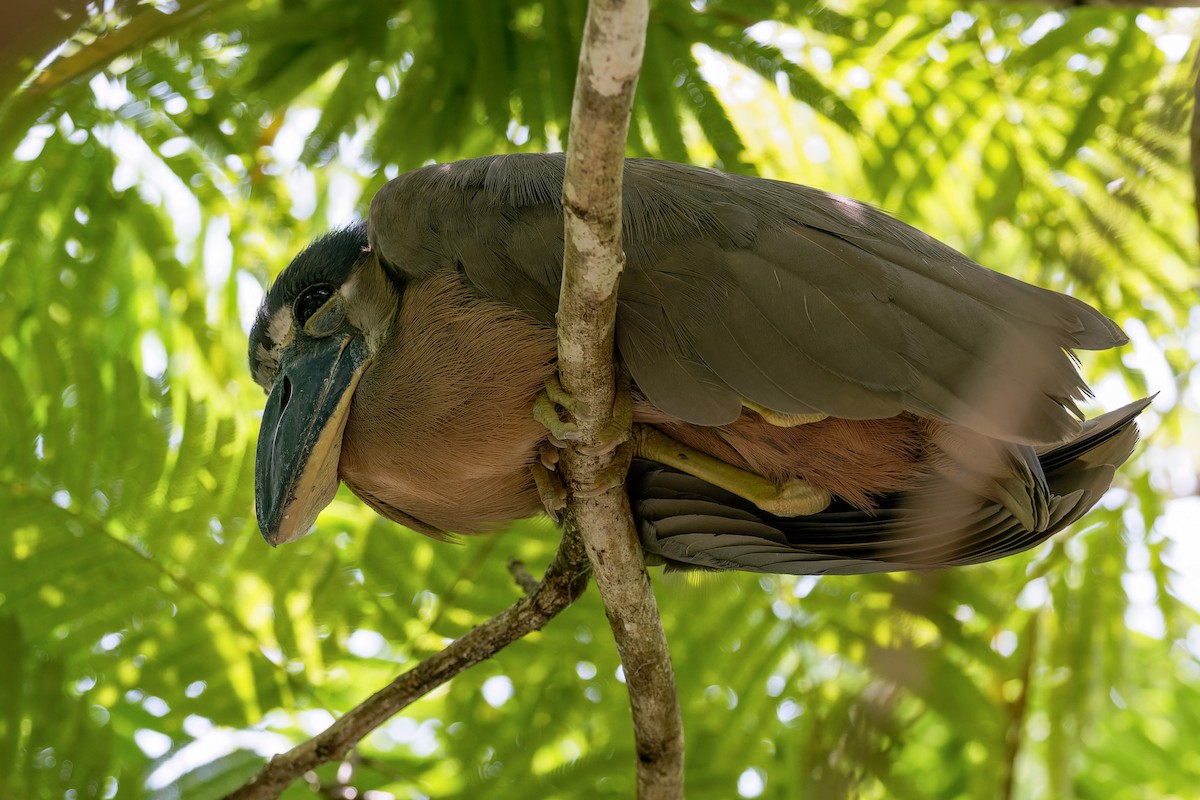 Boat-billed Heron - ML643469882