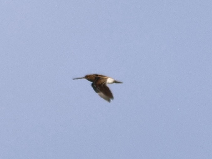 Common Snipe - ML643469883