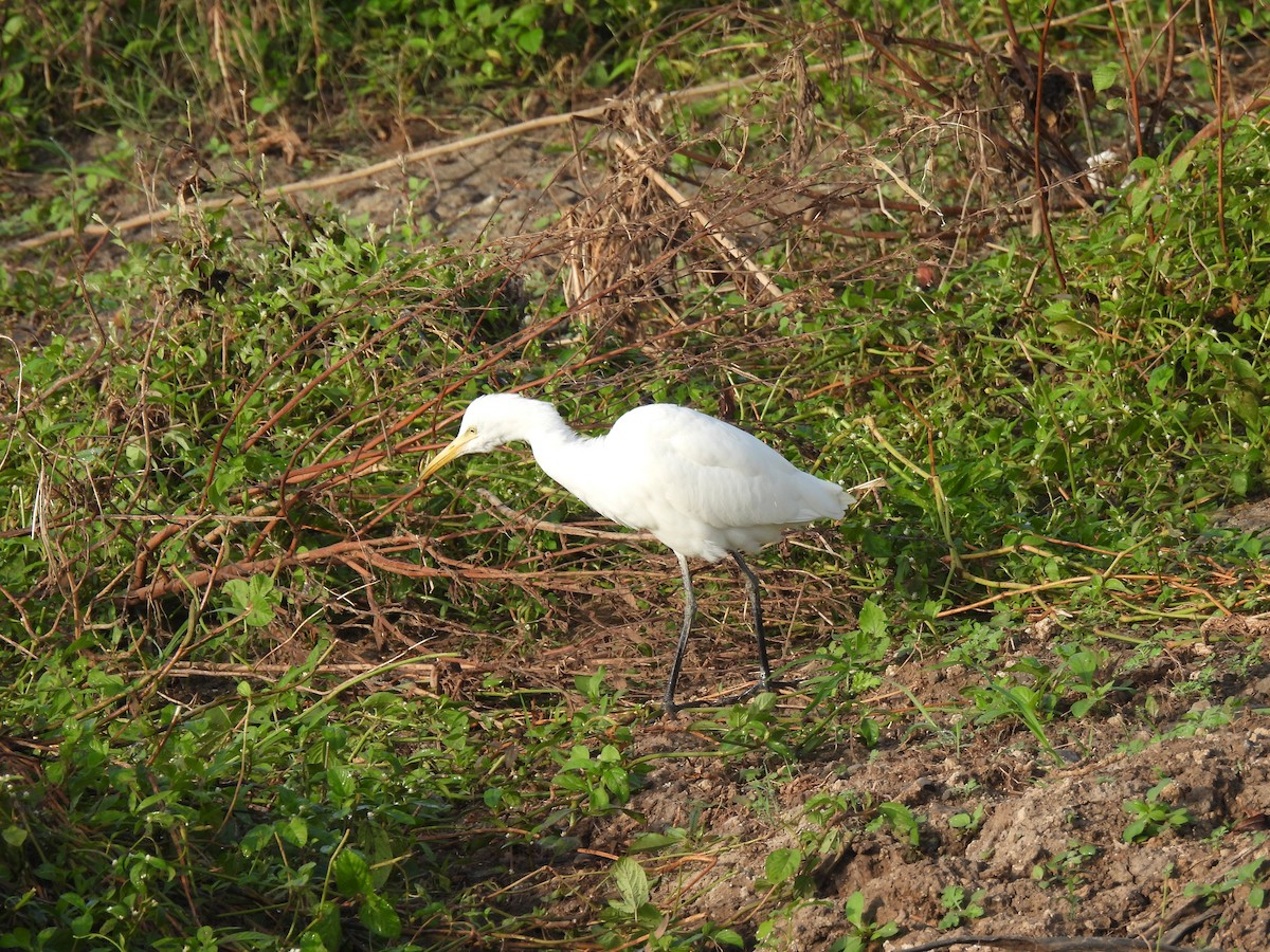 Eastern Cattle-Egret - ML643469884