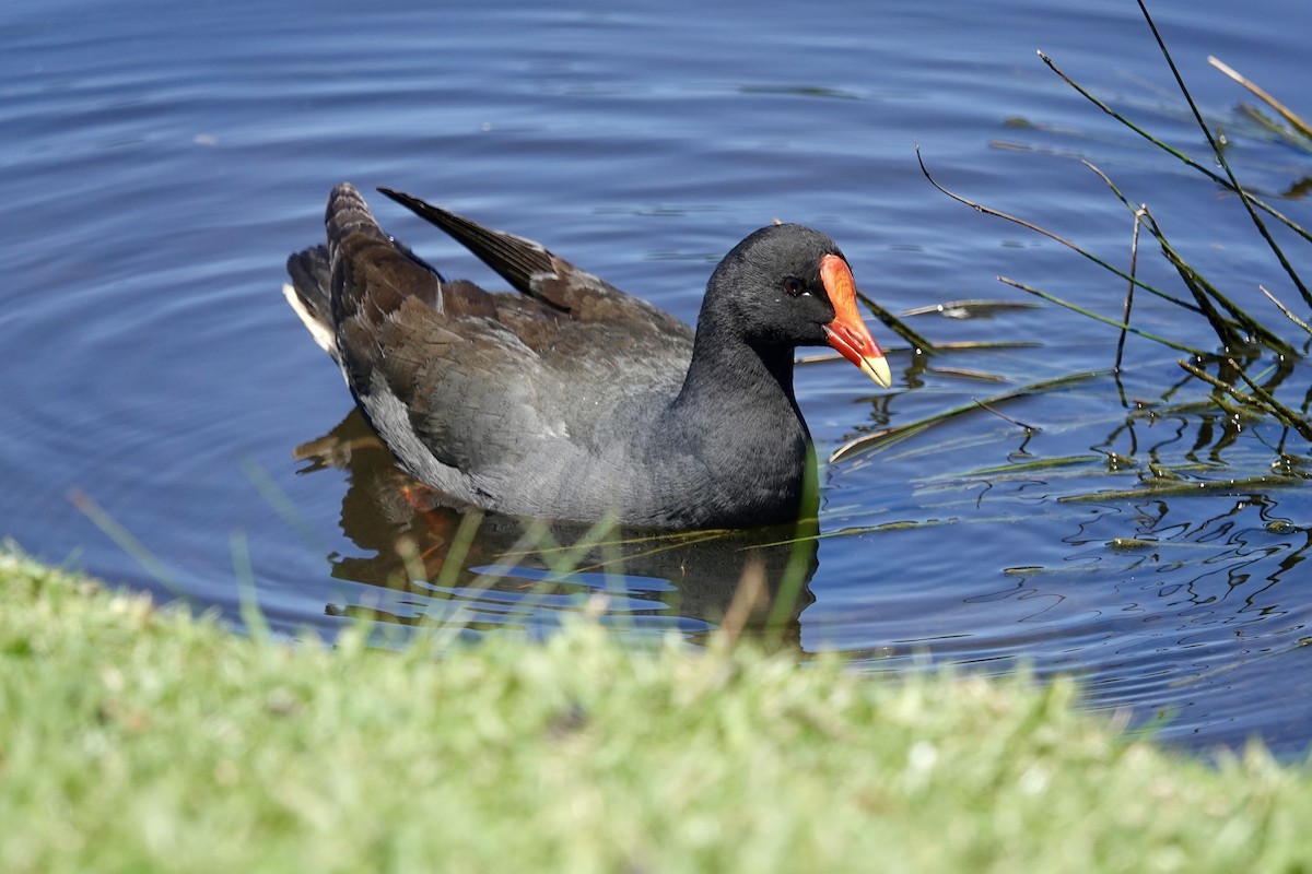 Dusky Moorhen - ML643469885