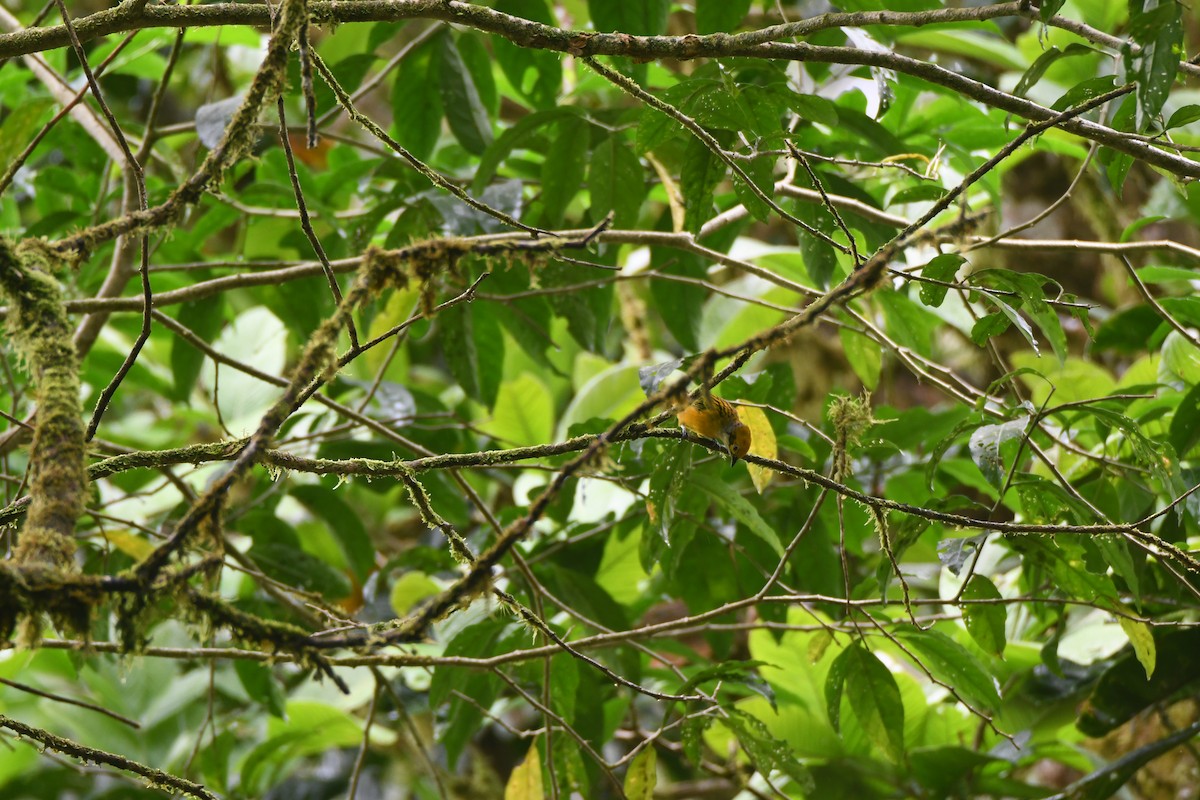 Silver-throated Tanager - ML643469887