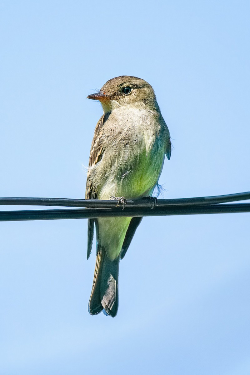 Eastern Wood-Pewee - ML643469888