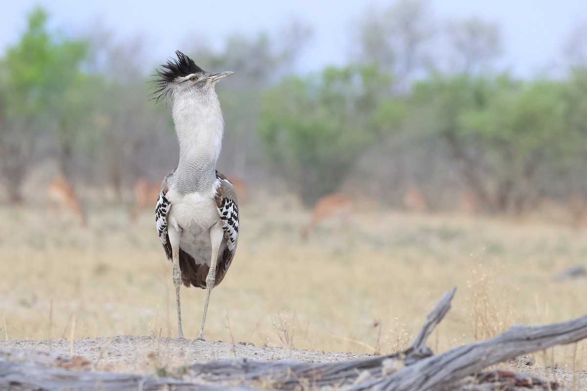 Kori Bustard - ML643469890