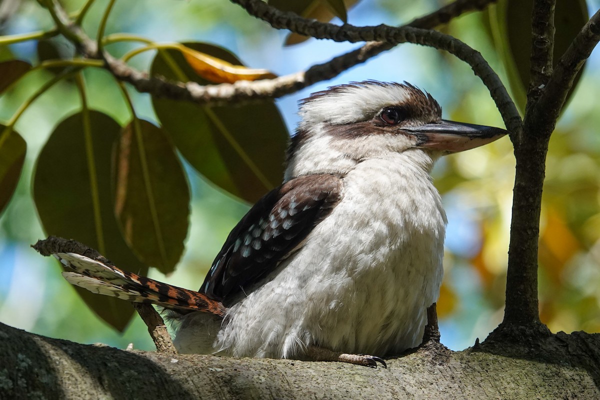 Laughing Kookaburra - ML643469891
