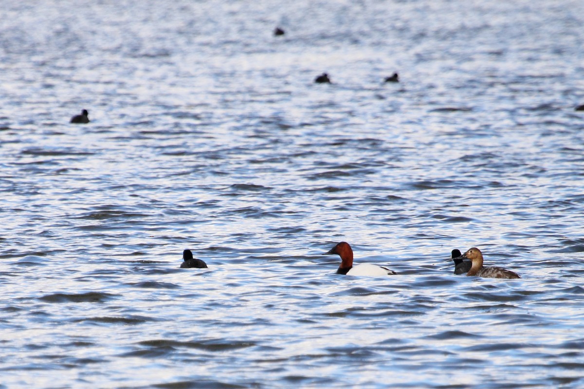Canvasback - ML643469892