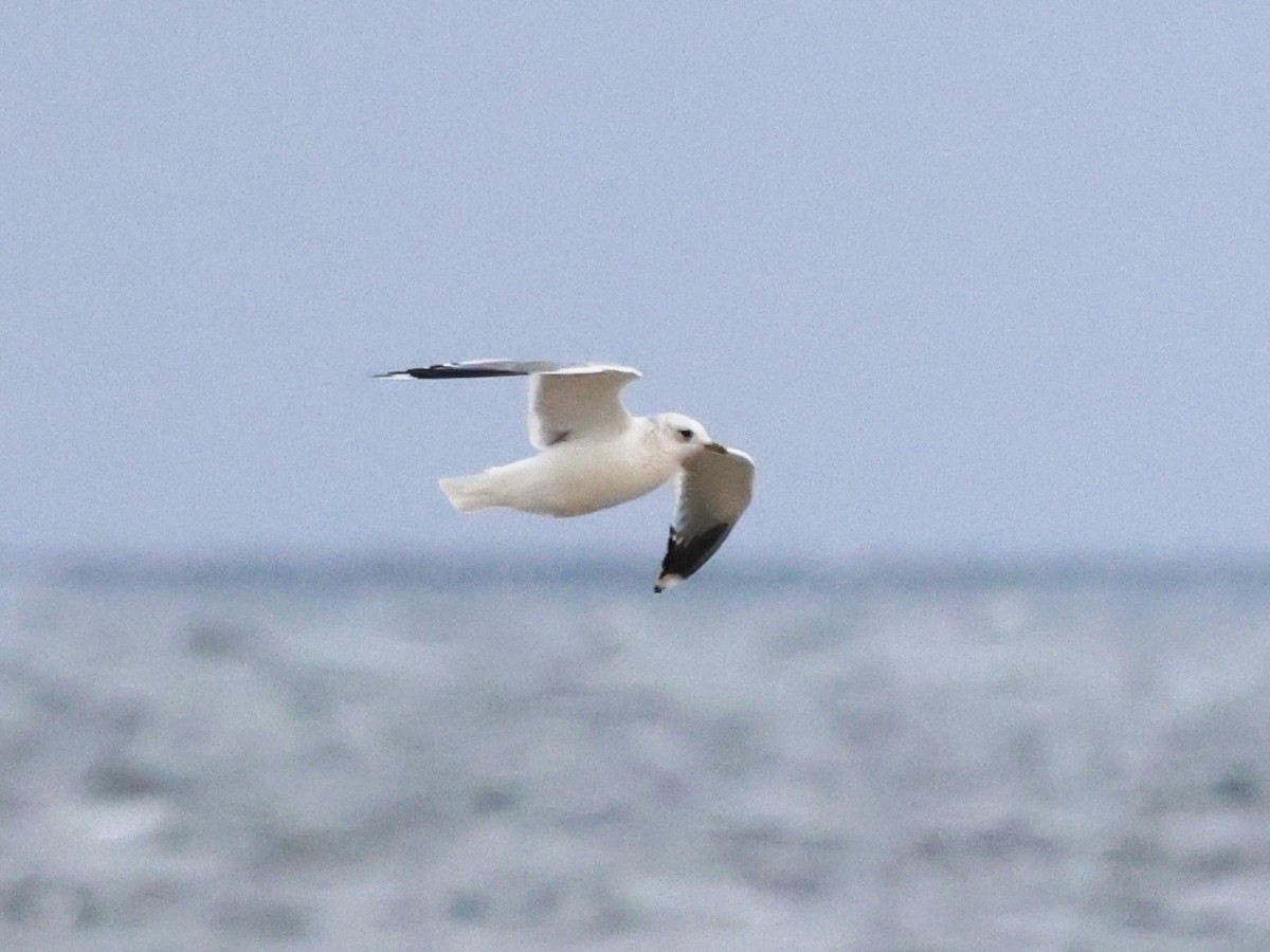 カモメ - ML643469910