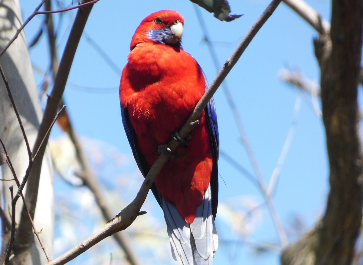 アカクサインコ（elegans グループ） - ML643469914