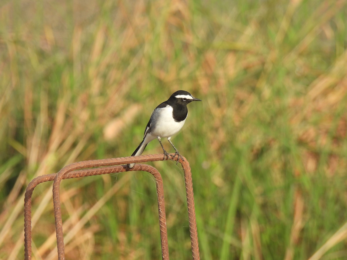 White-browed Wagtail - ML643469946