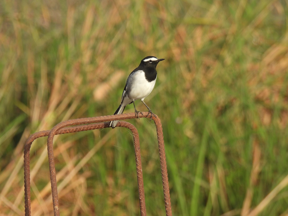 White-browed Wagtail - ML643469947