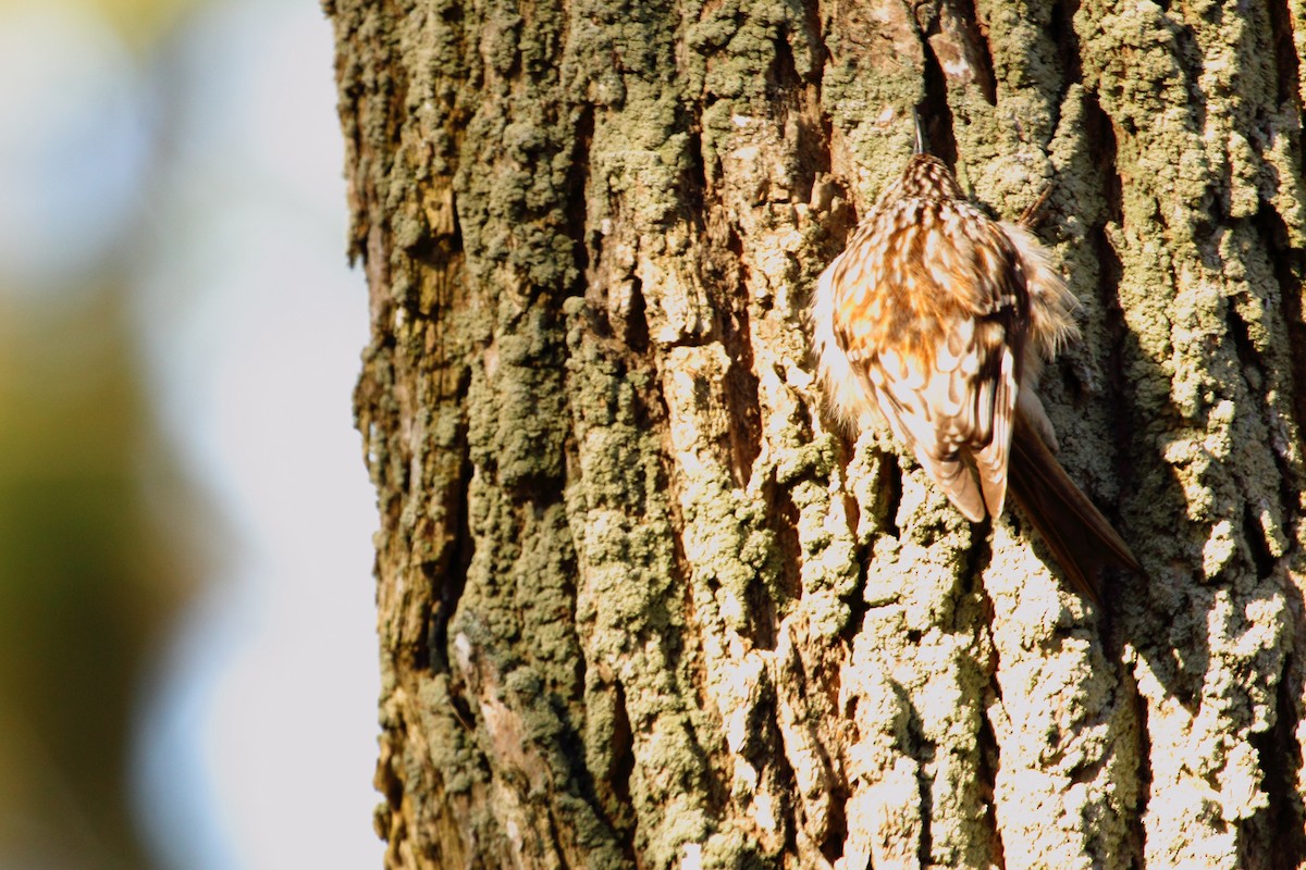 Brown Creeper - ML643469950
