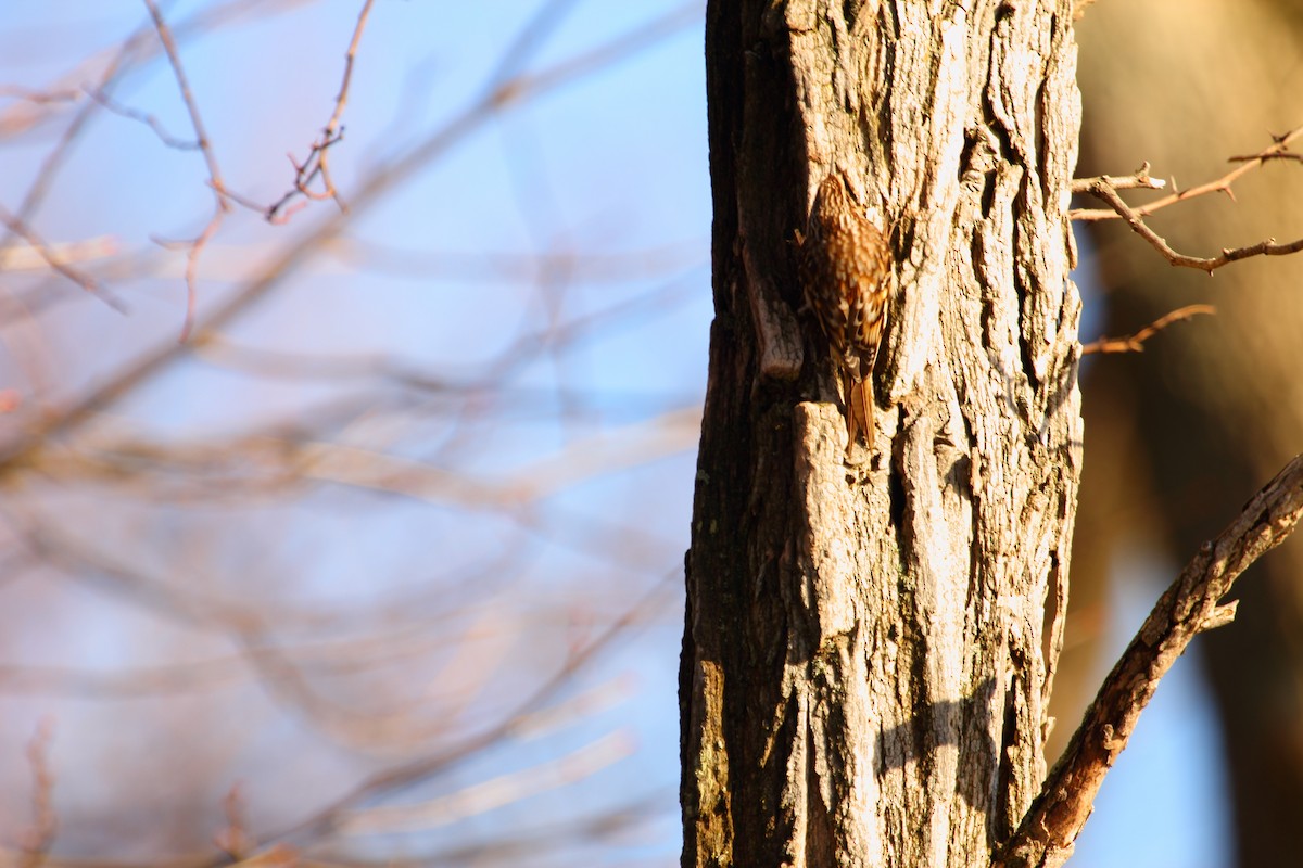 Brown Creeper - ML643469951