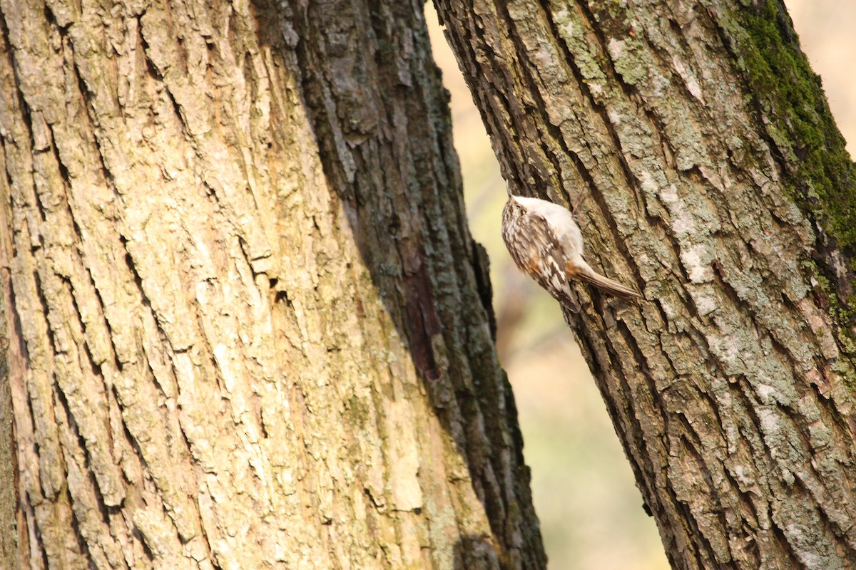 Brown Creeper - ML643469952