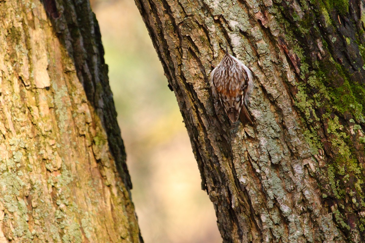 Brown Creeper - ML643469953