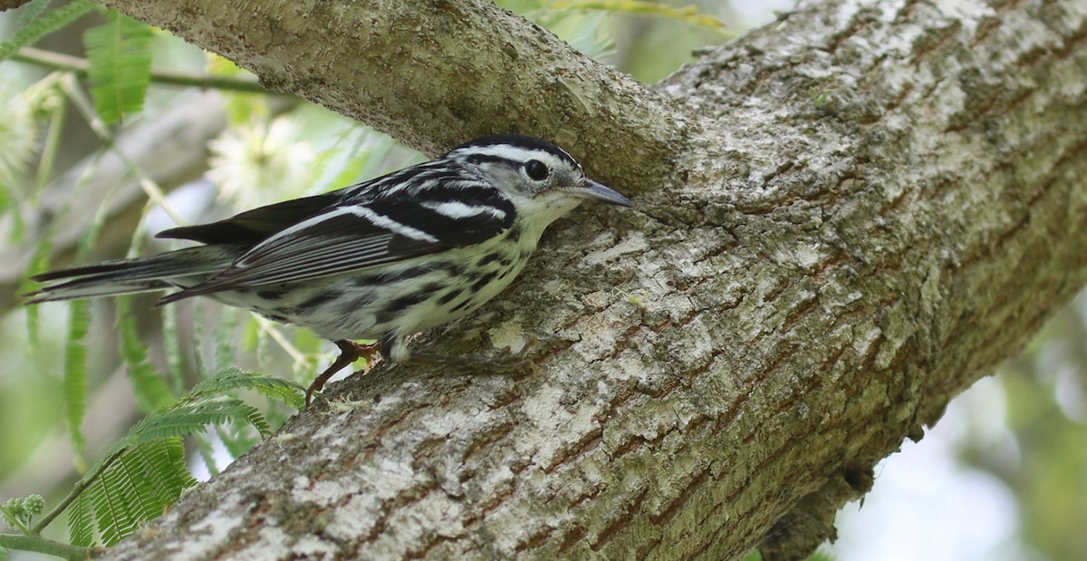 Black-and-white Warbler - ML643469956