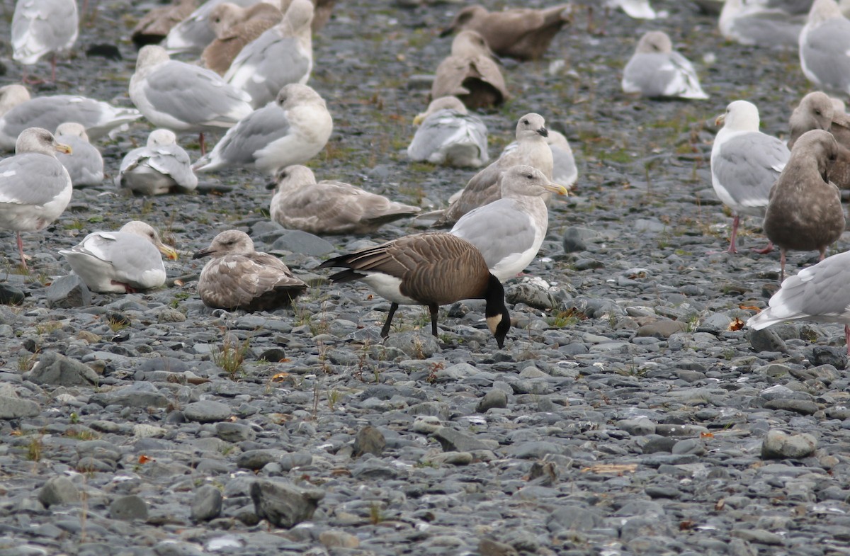 Cackling Goose (minima) - ML643469960