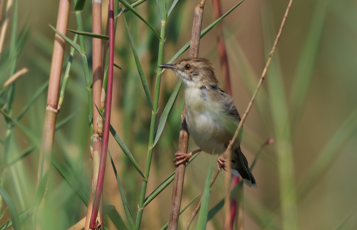Luapula Cisticola - ML643469991