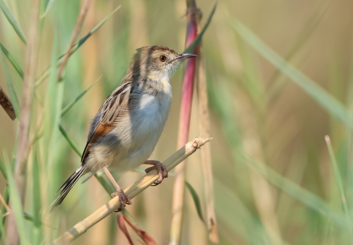 Luapula Cisticola - ML643469992