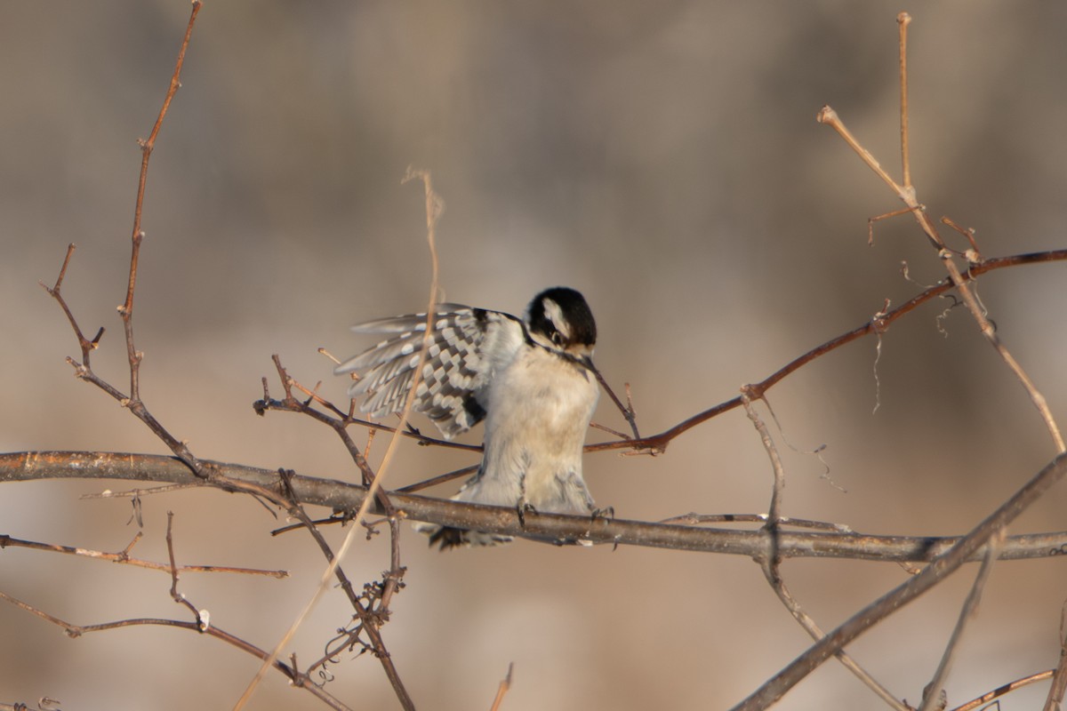 Downy Woodpecker - ML643469996