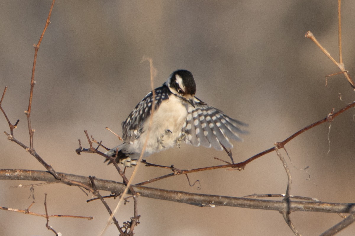 Downy Woodpecker - ML643469997