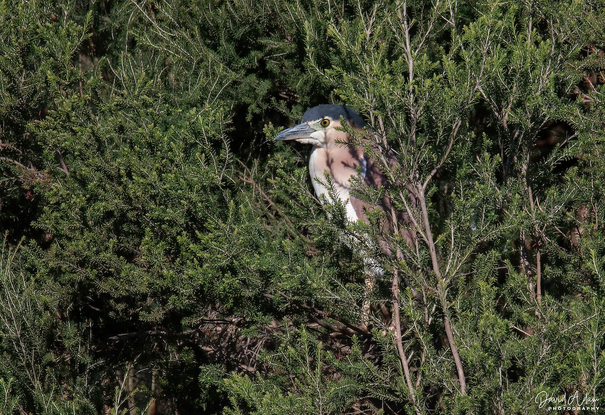 Nankeen Night Heron - ML643469998