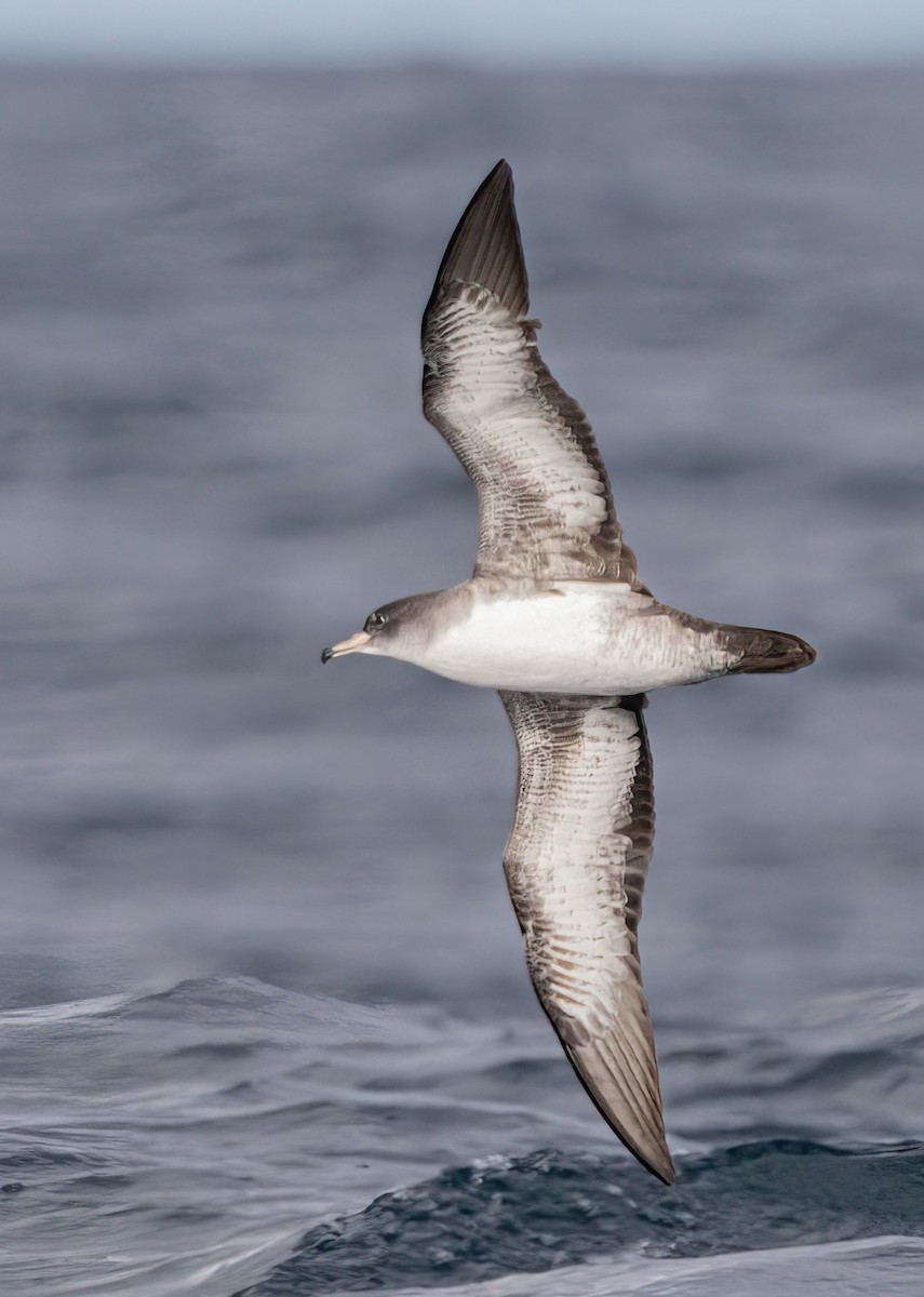 Pink-footed Shearwater - ML643470003