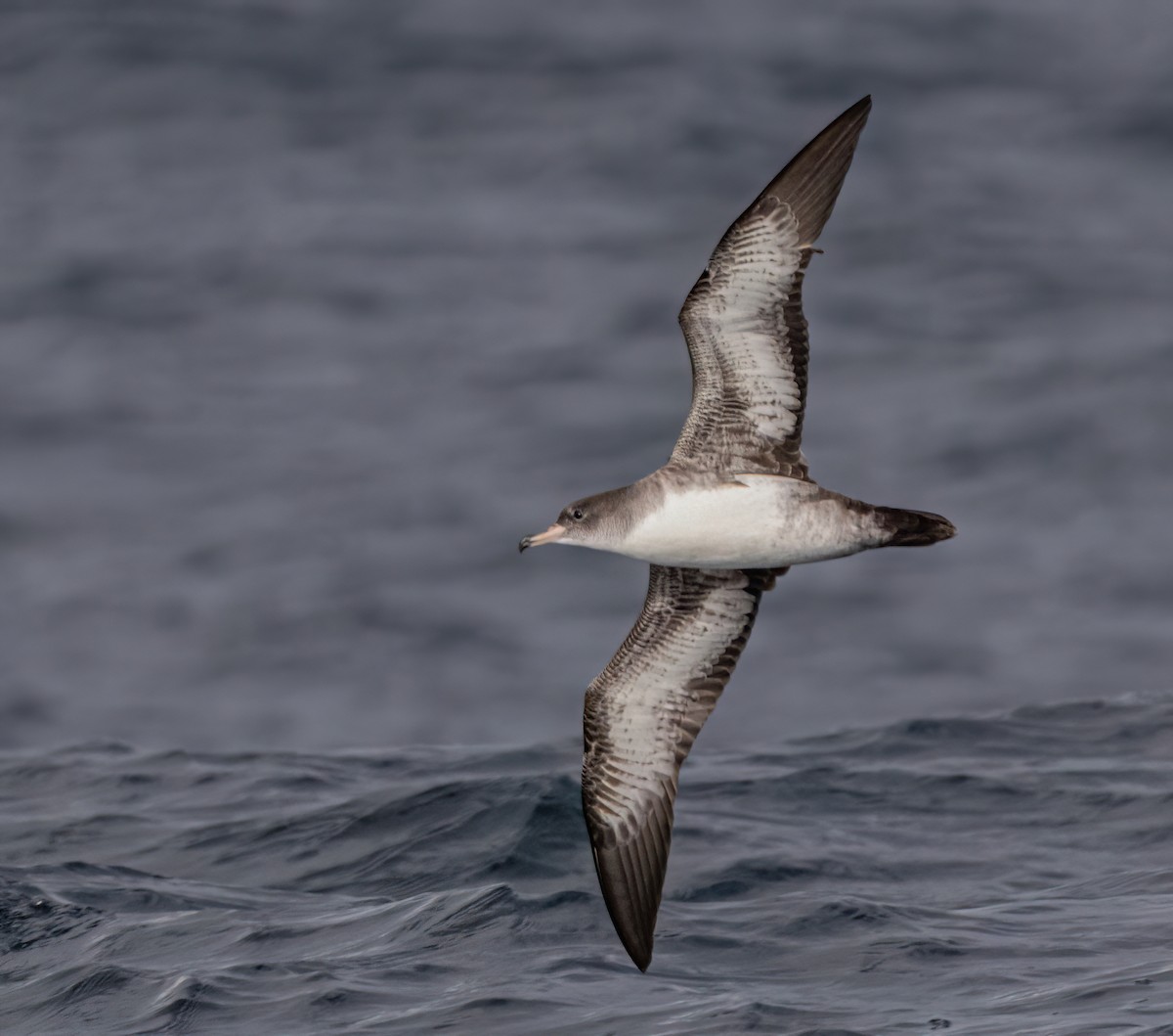 Pink-footed Shearwater - ML643470004