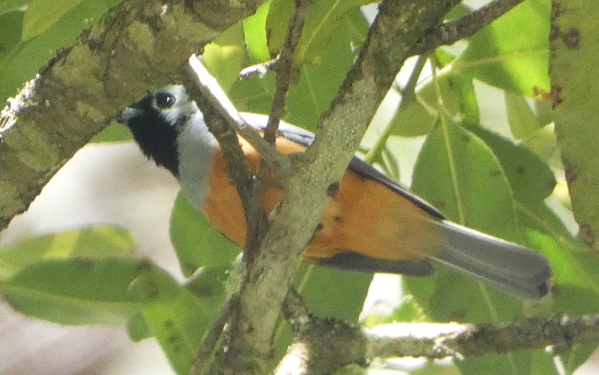 Black-faced Monarch - ML643470005