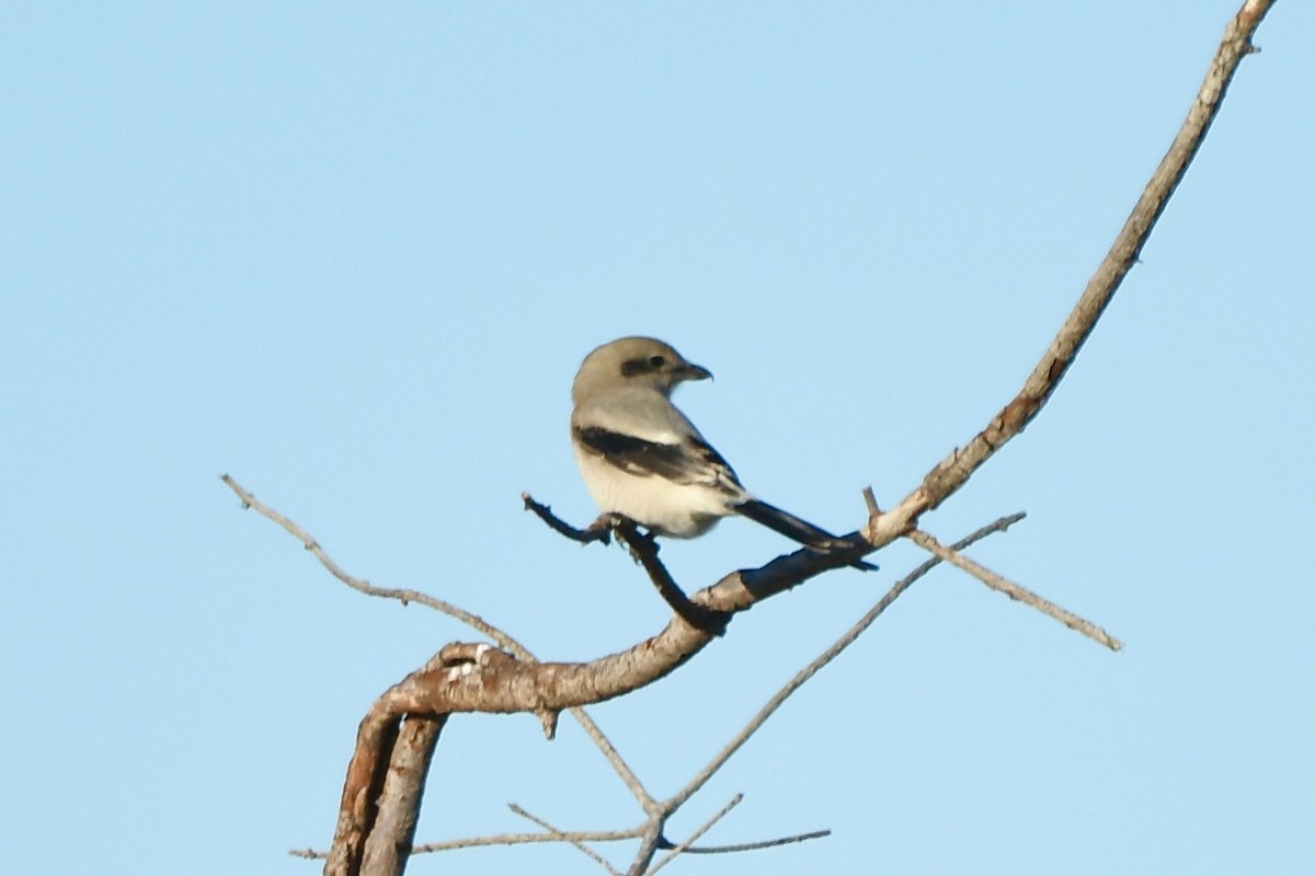borealvarsler - ML643470006