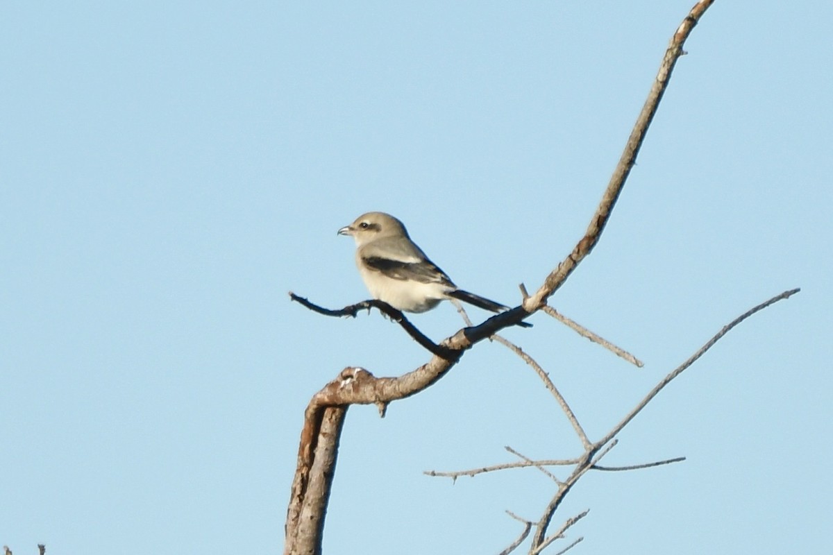 borealvarsler - ML643470007