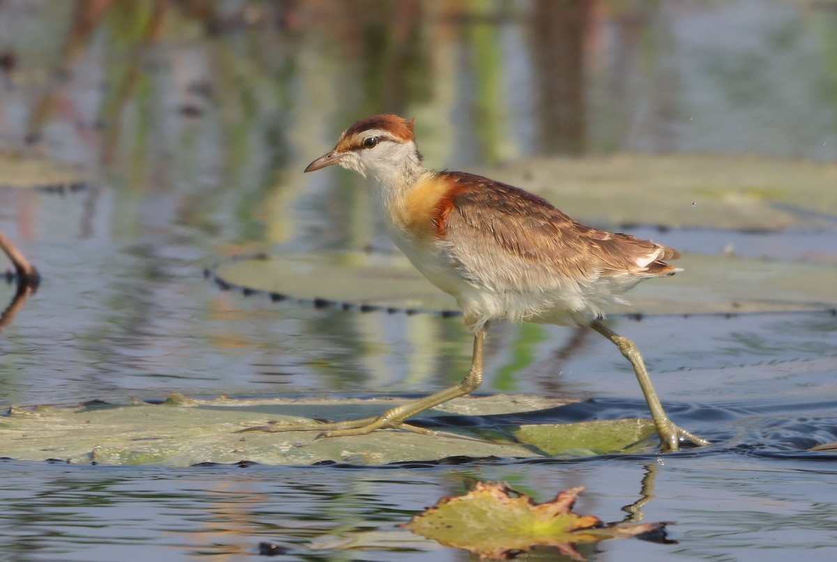 Lesser Jacana - ML643470019