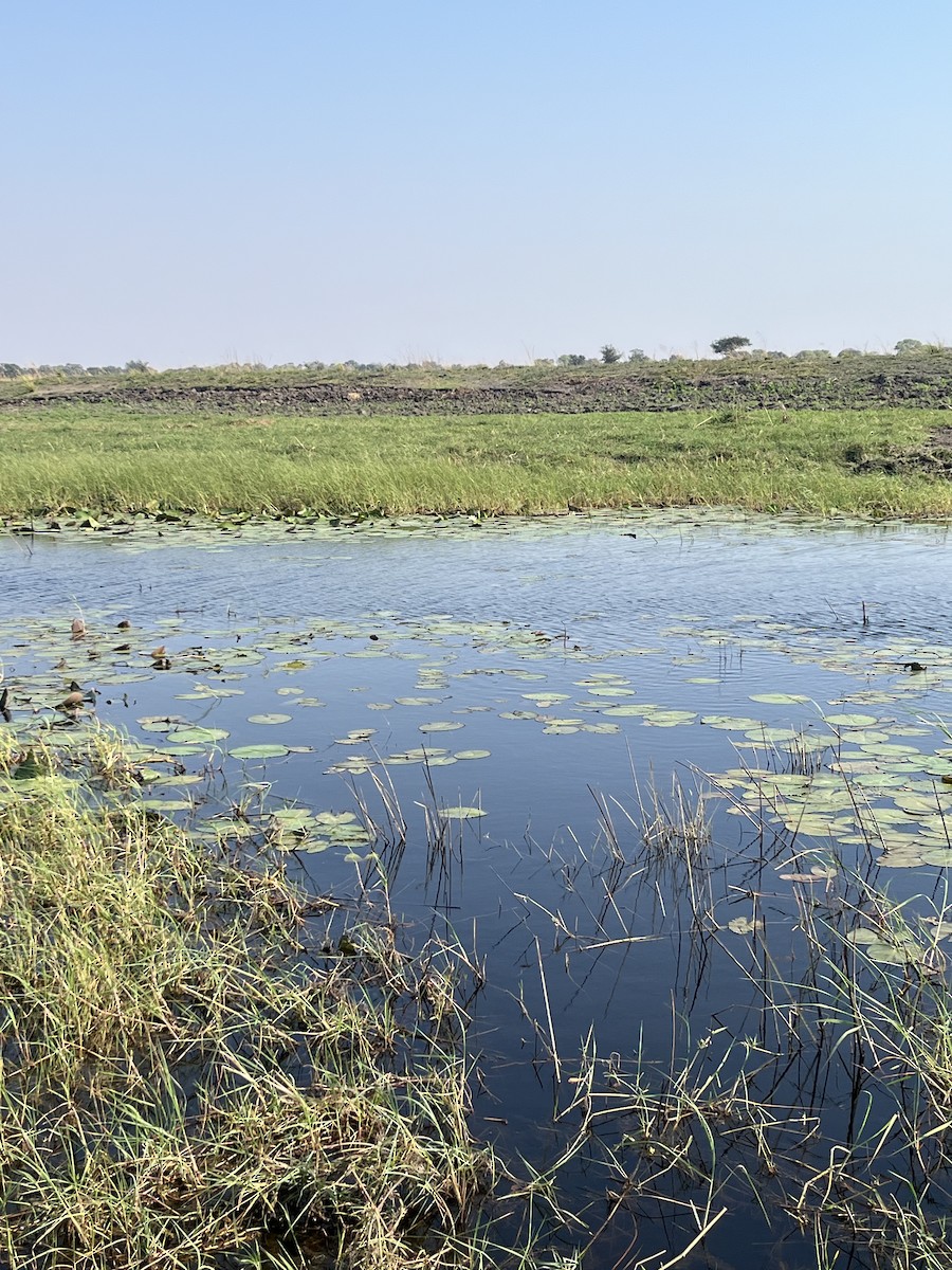 Lesser Jacana - ML643470020