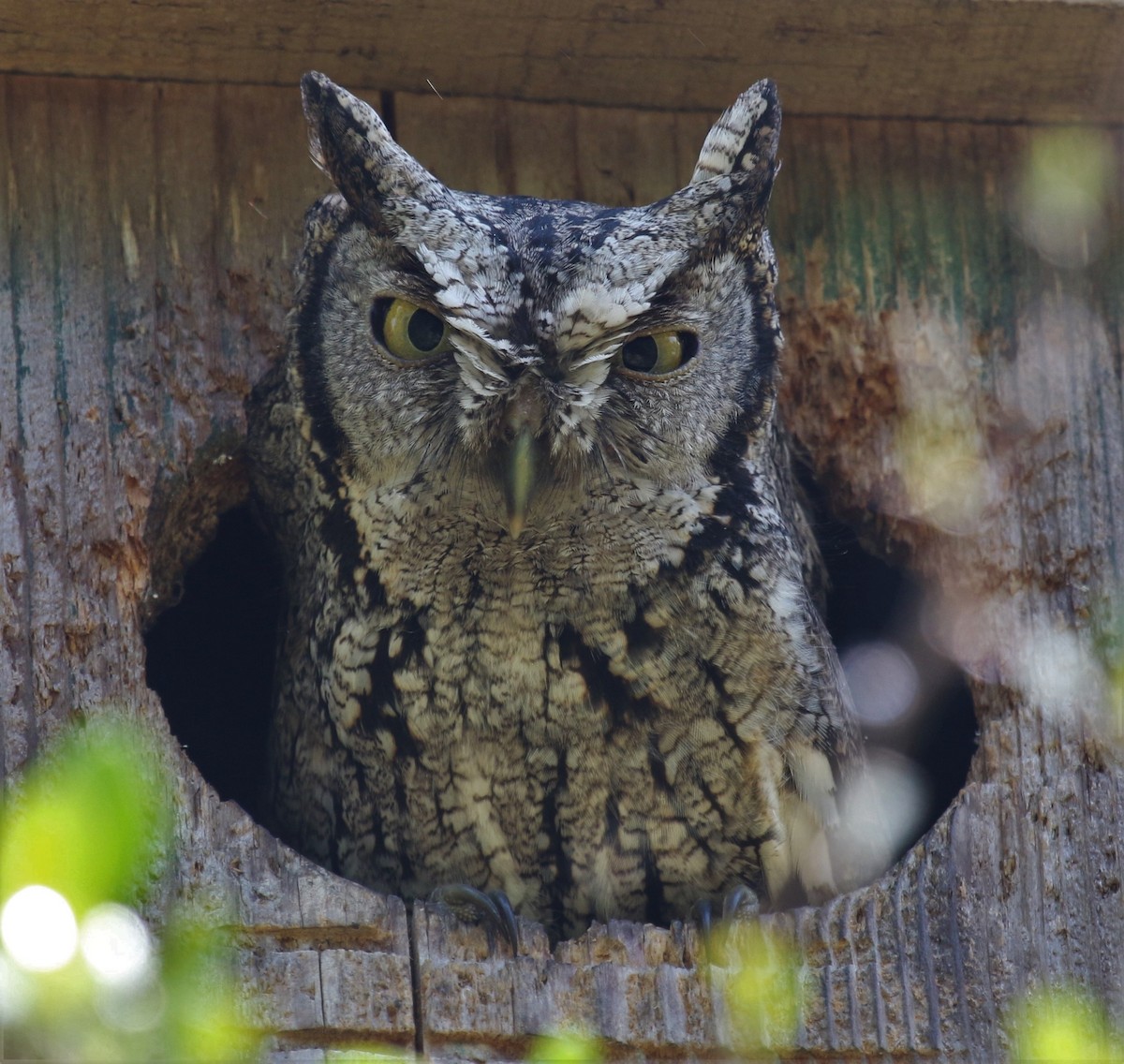 Eastern Screech-Owl (McCall's) - ML643470021
